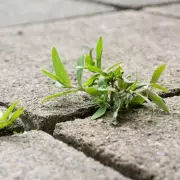 Gardeners' Secret Weapon: The Ultimate Guide to Eliminating Weeds Forever