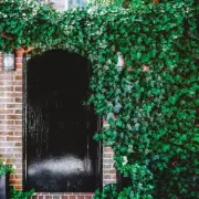 Gardening Nightmare: How One Houseplant Took Over My Home - And How I Fought Back