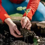 Gardening Pro Reveals: This One Vegetable Is Your Easiest Garden Win