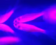 Genetic Rescue: Can We Save Endangered Species by Rewriting Their DNA?