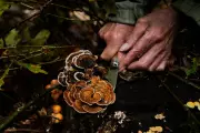 Germany's Secret Fungal Gold Rush: The Surprising Boom in Mushroom Foraging