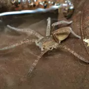 Giant Fishing Spider Invades UK Garden: Hand-Sized Arachnid's Shocking Catch Revealed