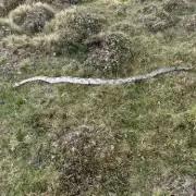 Giant Snake Spotted Slithering Through UK Beauty Spot in Shocking Wildlife Sighting