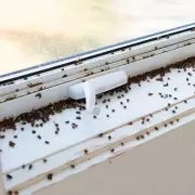 Girl's Terrifying Ordeal: Ladybird Bite Leads to Agonising Jaw Lock