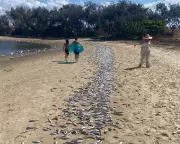 Gold Coast Marine Mystery: Scientists Point to Heatwave as Likely Cause of Mass Fish Kill