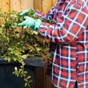 Green Bin Warning: Gardeners Risk £500 Fines for Common Composting Mistakes