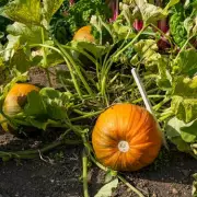 Grow These 5 Super-Easy Crops for Your Best Garden Harvest Yet
