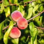 Grow Your Own Orchard: 10 Surprising Fruit Trees Perfect for British Gardens