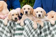 Guide Dogs Charity Faces Heartbreaking Decision: 200 Future Assistance Puppies Need New Homes