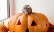 Halloween Horror: Your Spooky Decorations Could Be Luring an Army of Rats Into Your Home