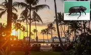 Hawaii's Iconic Palm Trees Face Wipeout From Invasive Rhino Beetle Plague