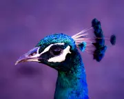 Healing from Peacock Parenting: Expert Strategies for Overcoming Narcissistic Upbringing