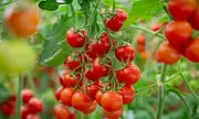 Health Alert: Salmonella Outbreak Linked to Tomatoes Sweeps Across Europe