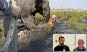 Heart-Stopping Moment: American Tourists' Canoe Charged by Wild Elephant in Thrilling Wildlife Encounter