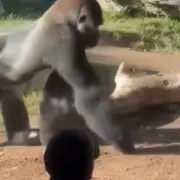 Heart-Stopping Moment: Enraged Gorilla Charges at Zoo Visitors in Terrifying Encounter