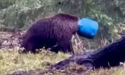 Heart-Wrenching Footage Shows Desperate Bear Struggling With Head Trapped in Plastic Barrel