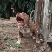 Heartbreaking Choice: Desperate Dog Owners Forced to Consider Rehoming Beloved Pets Amid Veterinary Crisis