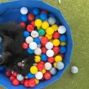 Heartbreaking Plea: Desperate Rescue Pets Across Britain Need Forever Homes