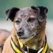 Heartbreaking Search Continues: Britain's Loneliest Dog Spends 600 Days in Kennels