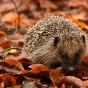 Help! I've Found a Sick Hedgehog: Your Essential Wildlife Rescue Guide