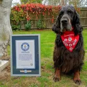 Hero Hound: Shar-Pei Cross Saves Owner's Life Twice in Medical Emergencies
