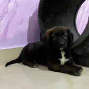 Heroic Bystander Saves Puppy From Drowning in Vicious Canal Attack