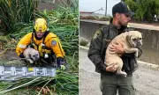 Heroic Pup's Miraculous Survival: Dramatic California River Rescue After Being Swept Away in Violent Storm