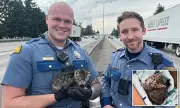 Heroic Washington Police Officers Rescue Terrified Kitten From Busy Interstate
