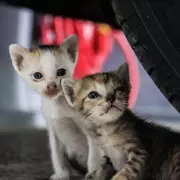 Homeowner's Horror: 'Cat Attack' Turns Out to Be Baby Fox Stuck in Floorboards