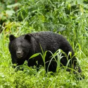 Horrific Bear Attack in Canada Leaves Forager Fighting for Life After Scalp Torn Off