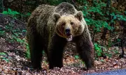 Horrific Bear Attack in Slovakia: Mushroom Picker's Head Ripped Off in Forest Tragedy