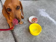 How a Rescue Dachshund Became My Unlikely Lifeline Back to Happiness