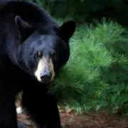 Hunter Survives Bear Mauling After Three-Day Ordeal in Canadian Wilderness