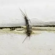 Insect Invasion Alert: Why UK Homes Are Facing Unprecedented Pest Problems This Summer