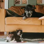 Is Your Dog Stressed? Scientists Reveal Pets Face Same Mental Health Challenges as Humans