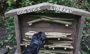 Is Your Dog's Favourite Game Putting Them in Danger? The Stick Library That's Wagging Tails and Raising Eyebrows