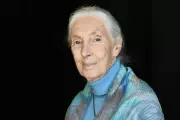 Jane Goodall Death Hoax: The Truth Behind the Viral Rumours