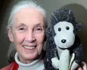 Jane Goodall Honoured: Global Tributes Pour In for Conservation Legend