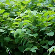 Japanese Knotweed Invasion: Your Essential Guide to Spotting and Stopping This Garden Menace