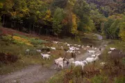 Jay Peak's Bizarre Eco-Solution: Flock of Sheep and Goats Replaces Traditional Lawnmowers