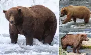 King of Katmai: Colossal 1,200lb Bear With Broken Jaw Crowned Fat Bear Week Champion 2024