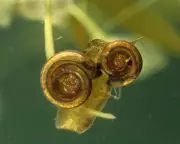 Labour's Nature Policy Under Fire: Are Snails Really Blocking Britain's Housing Crisis?