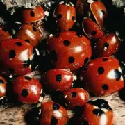 Ladybird Invasion: UK Homes Swarmed as Experts Reveal Surprising Cause