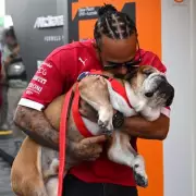 Lewis Hamilton's Singapore GP Distraction: F1 Star's Pooch Steals Spotlight During Tense Practice Session