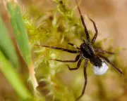 Lost No More: Rare White-Knuckled Wolf Spider Rediscovered on Isle of Wight After Decades