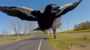Magpie Mayhem Returns: Australia's Swooping Season Puts Cyclists on High Alert