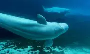 Marine Tragedy Looms: Theme Park Forced to Consider Euthanising 30 Beluga Whales Amid Export Ban Crisis