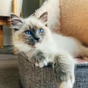 Meet Yuna: The Stunning Munchkin Cat Taking the Internet by Storm With Her Mesmerising Eyes