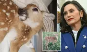 Michigan Faces Public Outcry Over Planned Euthanasia of Rescued Baby Deer
