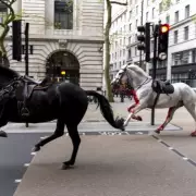 Military Horses Bolt Through London: Chaos Erupts in City Centre After Army Animals Break Loose